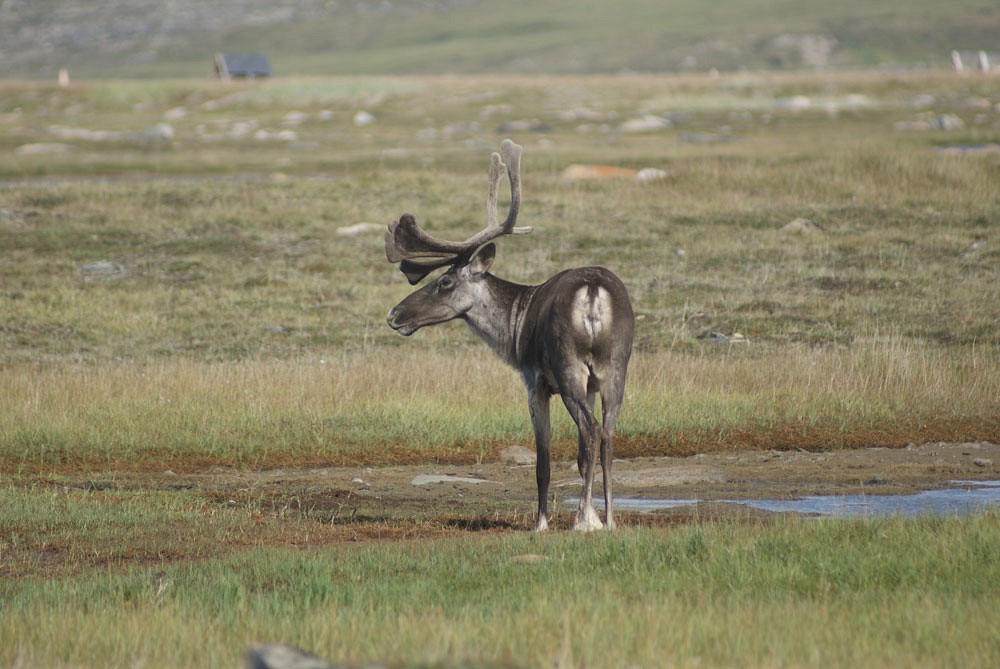 Un caribou du troupeau de la rivière aux Feuilles à la baie Déception dans la région du Nunavik, au nord du Québec.