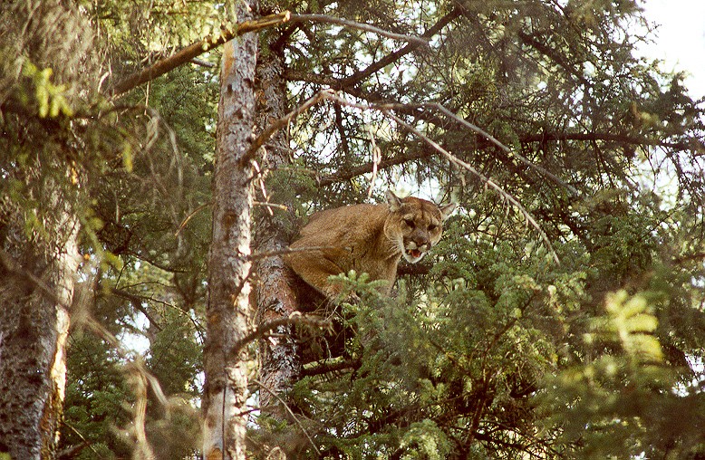 Couguar dans une &eacute;pinette