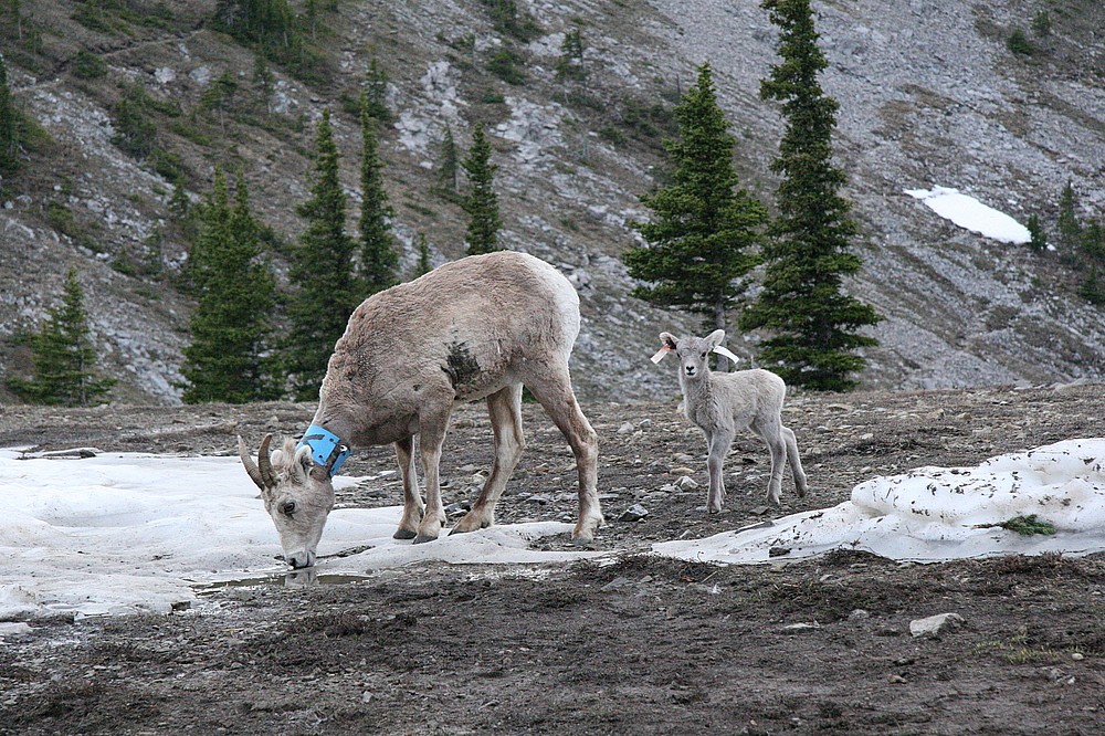 Mouflonne d'Am&eacute;rique de 7&nbsp;ans avec son agneau m&acirc;le &agrave; 15&nbsp;jours en juin 2007, &agrave; Ram Montain, en Alberta.