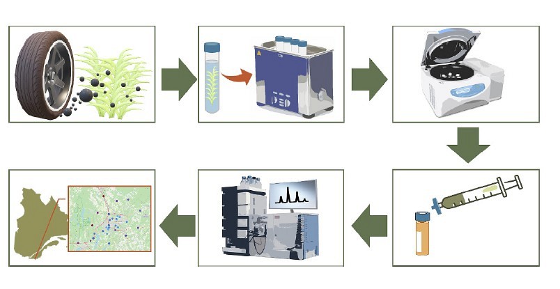 Une repr&eacute;sentation visuelle du processus d'analyse d'&eacute;chantillons de bryophytes d&eacute;velopp&eacute; par l'&eacute;quipe du professeur Jean-Philippe Bellenger, du D&eacute;partement de chimie de l'UdeS, pour mesurer la dispersion atmosph&eacute;rique des antiozonants dans le sud du Qu&eacute;bec.