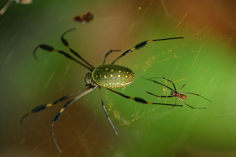 N&eacute;philes photographi&eacute;es au Costa Rica. &agrave; l'avant, une femelle, et &agrave; l'arri&egrave;re, un m&acirc;le