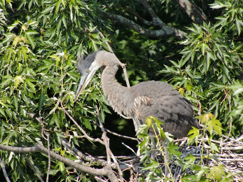 L'&eacute;tude de l'habitat du grand h&eacute;ron permet d'&eacute;valuer la qualit&eacute; des milieux aquatiques et humides. Son suivi permet indirectement d&rsquo;&eacute;valuer l&rsquo;impact de diff&eacute;rentes pressions anthropiques sur les &eacute;cosyst&egrave;mes fr&eacute;quent&eacute;s par cette esp&egrave;ce.