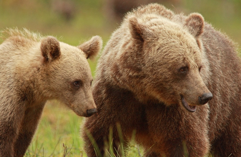 Jeune ours brun et sa m&egrave;re