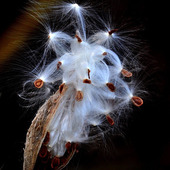 Fibres d'ascl&eacute;piade