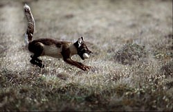 Un renard arctique transportant un œuf qu\'il vient tout juste de prendre à une oie des neiges. Il devra bien choisir l\'endroit où il cachera cet œuf, car le corbeau pourrait le lui ravir à son tour…

Photo : Nicolas Lecomte

