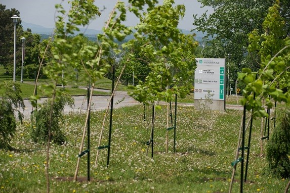 Plusieurs membres de la communaut&eacute; universitaire ont particip&eacute; &agrave; la derni&egrave;re plantation d'arbres au Campus principal.