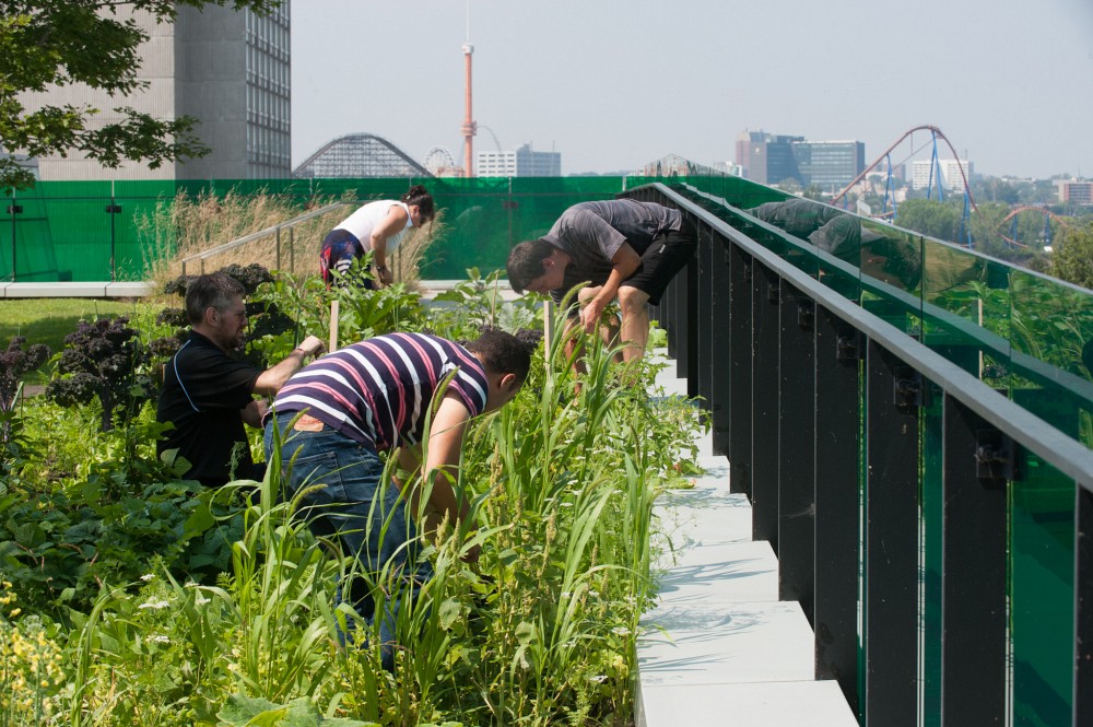 Depuis quelques ann&eacute;es, un jardin communautaire fleurit chaque printemps sur l'Oasis du Campus de Longueuil.&nbsp;