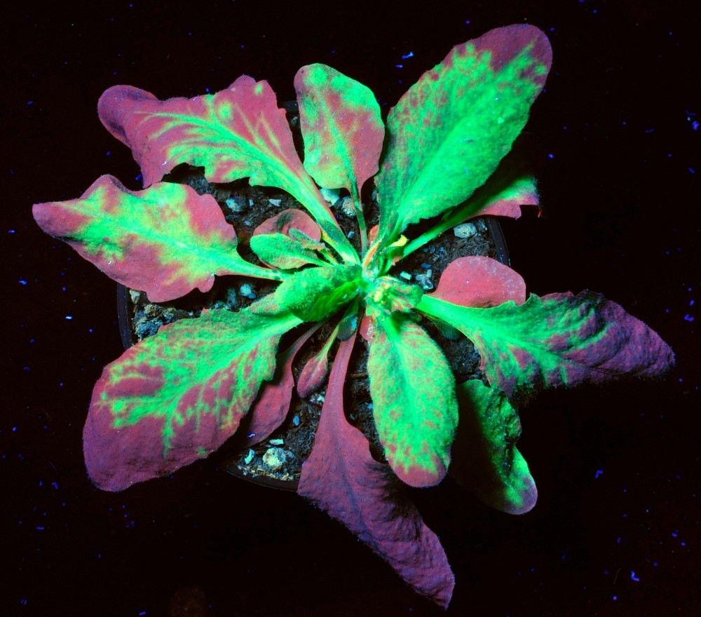 Des virus aux prot&eacute;ines fluorescentes sont introduits dans une plante-mod&egrave;le afin de suivre la r&eacute;action immunitaire.