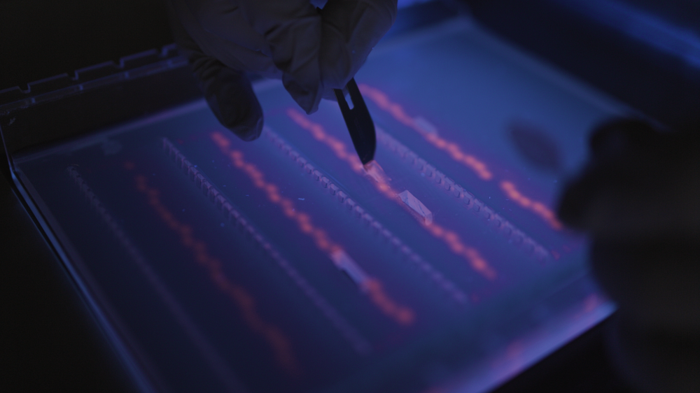 Isolation et purification de fragments d'ADN.