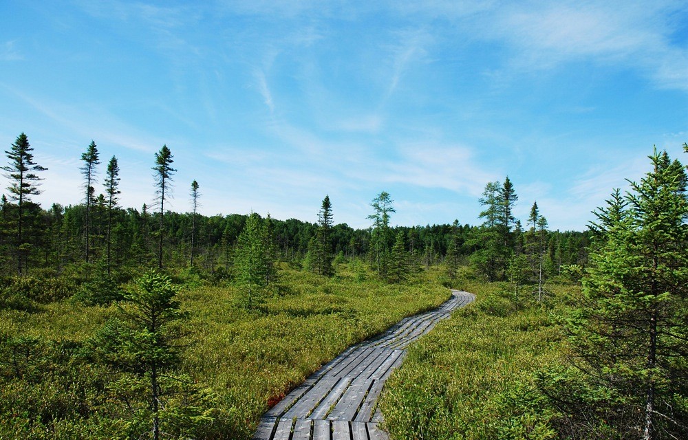 La tourbi&egrave;re du bois&eacute; Johnville
