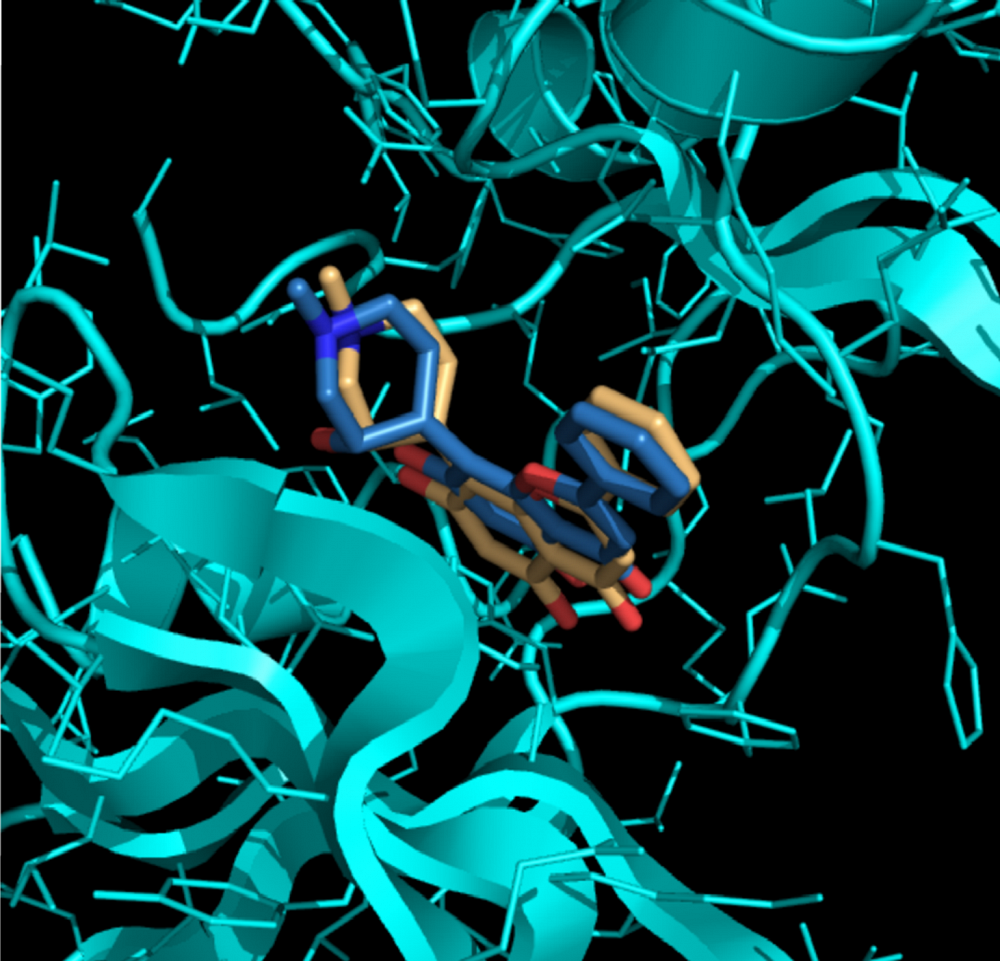 Repr&eacute;sentation en trois dimensions d'un amarrage mol&eacute;culaire entre deux ligands et une prot&eacute;ine