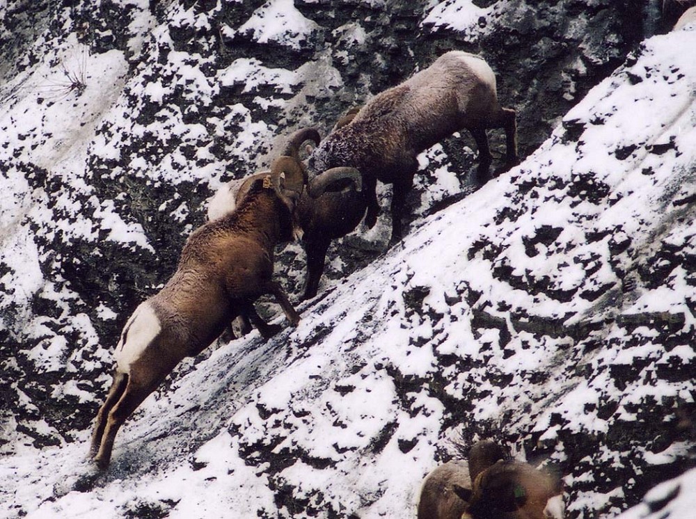 Les combats de cornes sont fr&eacute;quents avant la p&eacute;riode de rut; le b&eacute;lier dominant aura acc&egrave;s aux brebis pour l'accouplement.