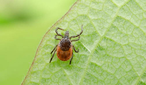 La maladie de Lyme survient apr&egrave;s une piq&ucirc;re de la tique Ixodes scapularis, elle-m&ecirc;me infect&eacute;e par la bact&eacute;rie Borrelia burgdorferi.