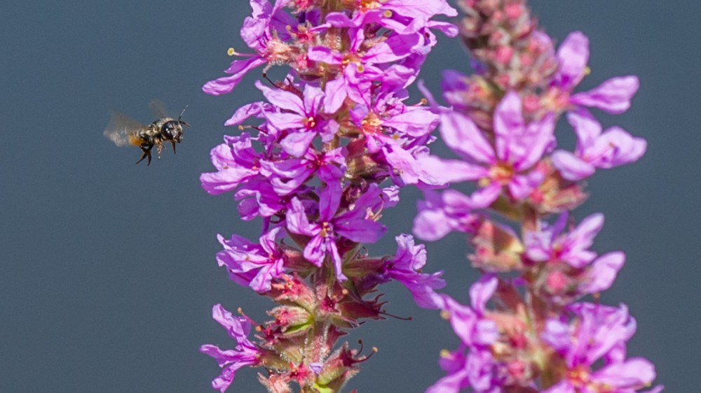 Surnomm&eacute;e l&rsquo;&laquo;&nbsp;Universit&eacute; verte&nbsp;&raquo;, l'UdeS est un v&eacute;ritable laboratoire de d&eacute;veloppement durable.