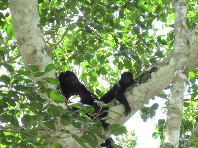 Les singes hurleurs noirs &eacute;voluent au sommet d'arbres d'une trentaine de m&egrave;tres de hauteur.
