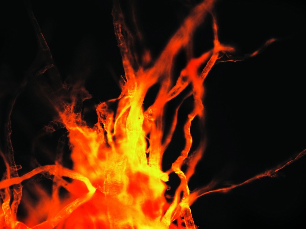 Difficile de croire que cette image n&rsquo;est qu&rsquo;une simple feuille de papier. La photo prise au microscope montre les fibres du papier impr&eacute;gn&eacute;es d&rsquo;une substance fluorescente.