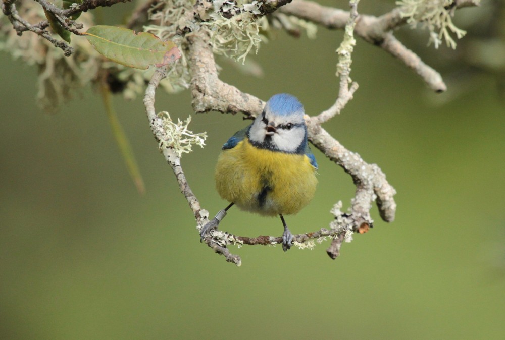 M&eacute;sange bleue, m&acirc;le.