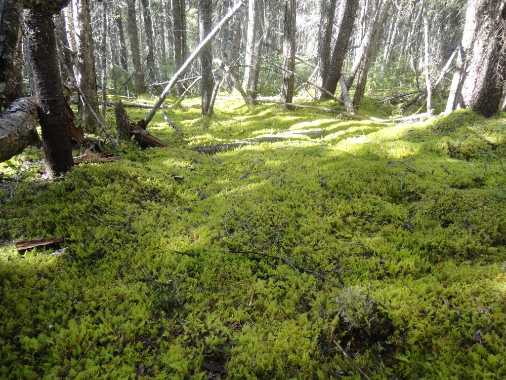 For&ecirc;t bor&eacute;ale qu&eacute;b&eacute;coise.