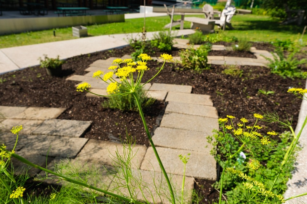 Photo du jardin m&eacute;dicinal