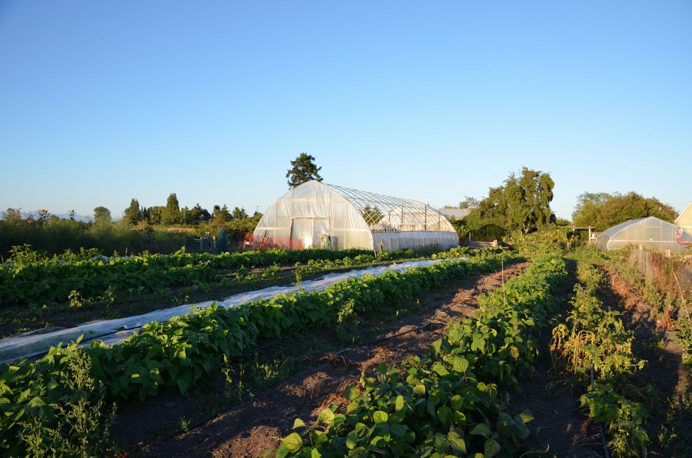 Une parcelle en production de la ferme