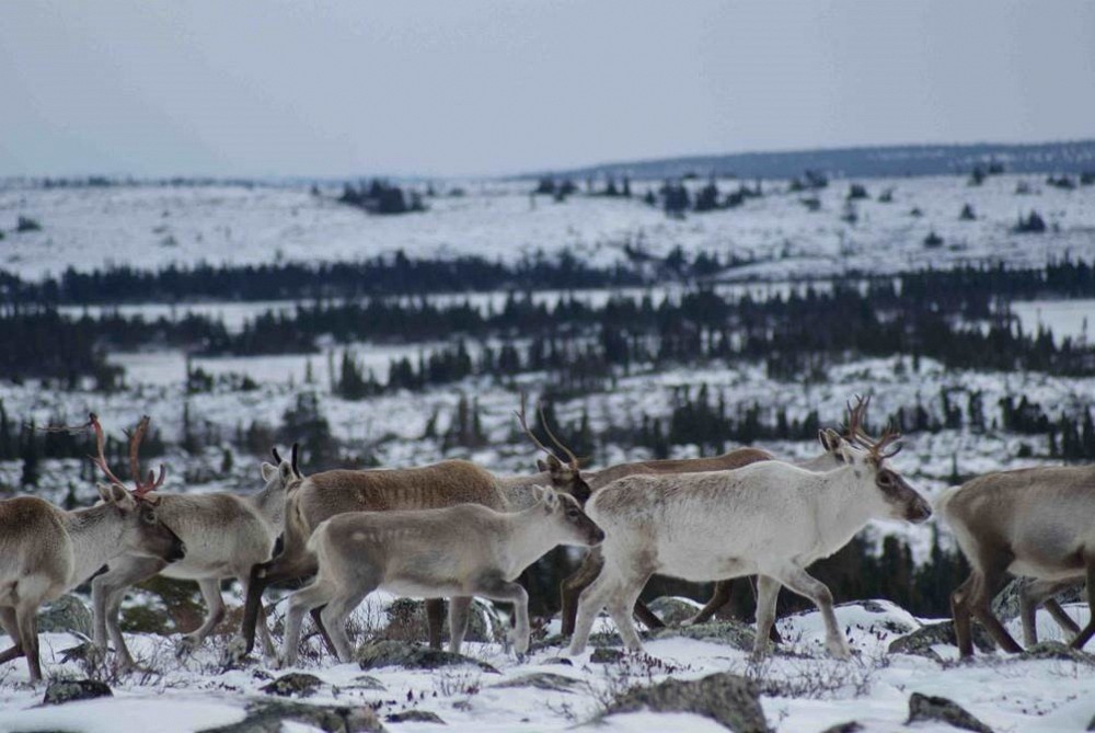 Troupeau de caribous de la Rivi&egrave;re-GeorgePhoto : Jo&euml;lle Taillon, biologiste, Ph. D. Service de la gestion des esp&egrave;ces et des habitats terrestres Direction de l'expertise sur la faune terrestre, l&rsquo;herp&eacute;tofaune et l&rsquo;avifaune Direction g&eacute;n&eacute;rale de la gestion de la faune et des habitats Minist&egrave;re des For&ecirc;ts, de la Faune et des Parcs