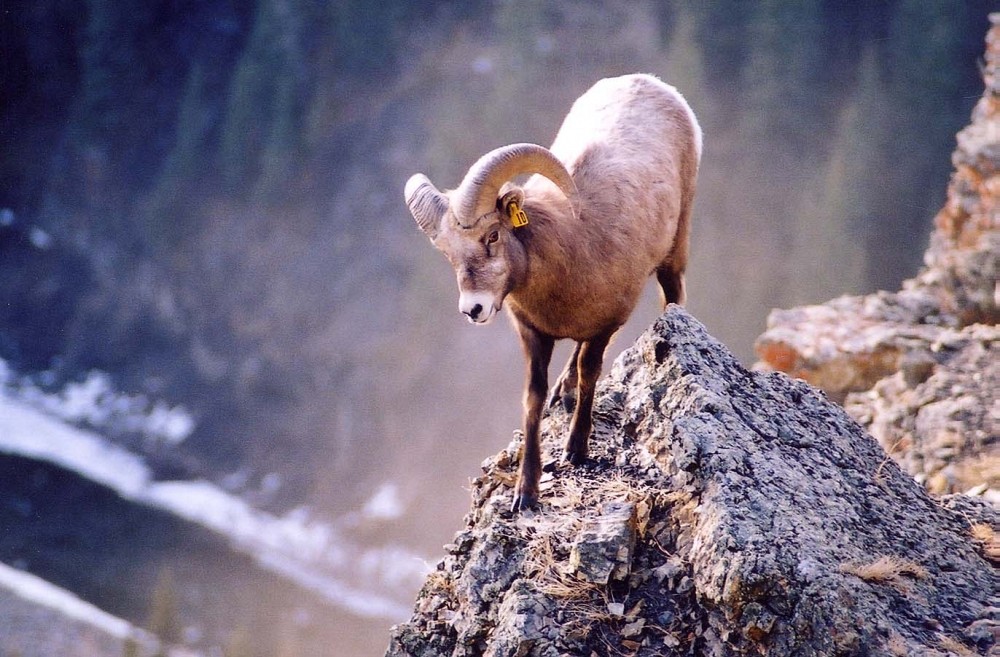 Mouflon m&acirc;le sur la pointe d'un rocher.