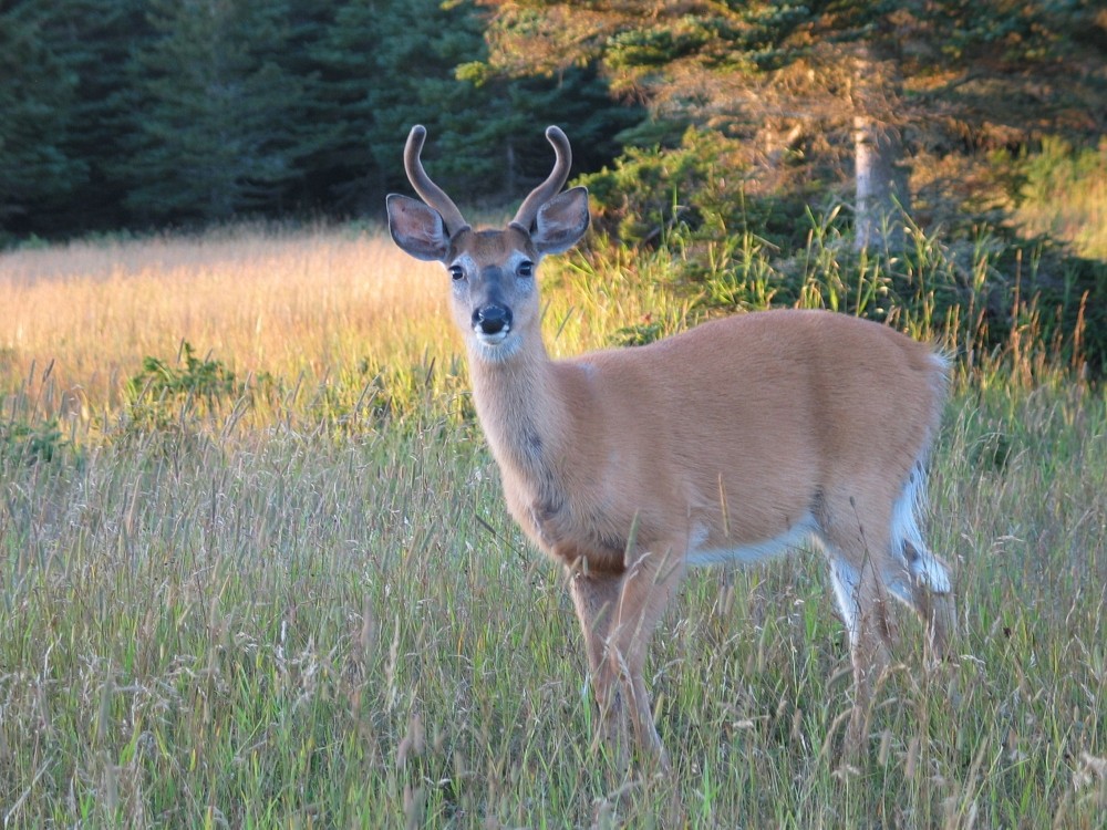 &Agrave; l&rsquo;&icirc;le d&rsquo;Anticosti, la surabondance de cerfs a modifi&eacute; la strate arbustive et r&eacute;duit consid&eacute;rablement la pr&eacute;sence de petits fruits ce qui a men&eacute;, croit-on, &agrave; la disparition de l&rsquo;ours noir sur l&rsquo;&icirc;le.