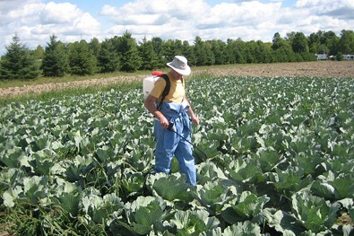 Application de l'&eacute;mulsion de Bt encapsul&eacute; dans un champ de choux.