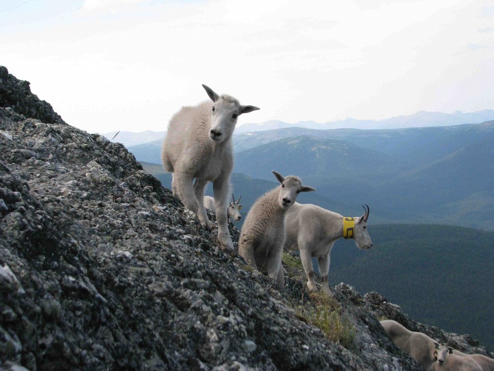 Ch&egrave;vres de montagne
