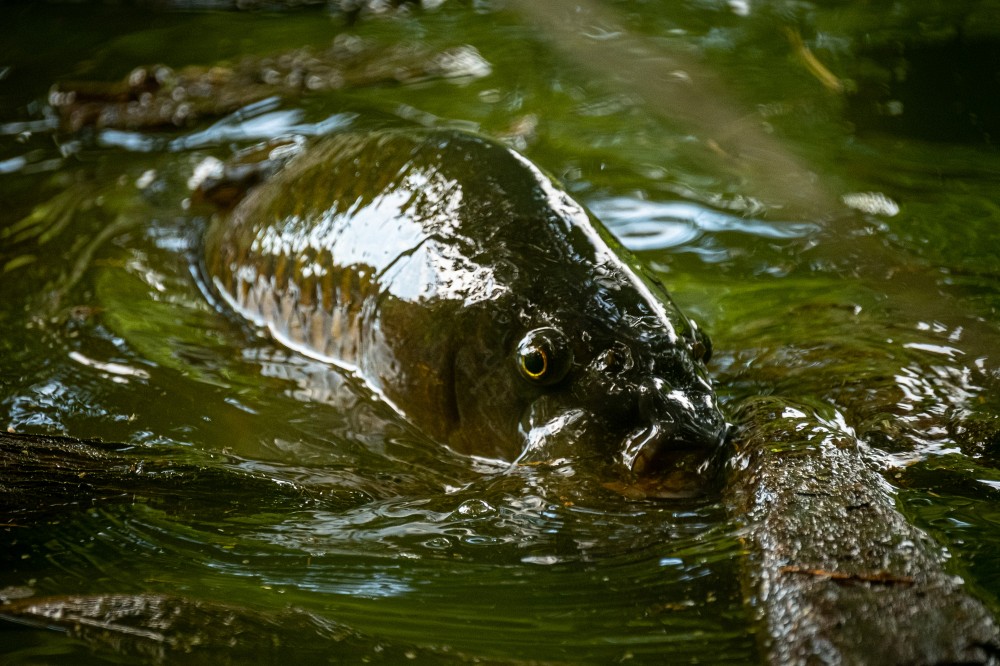 En raison des changements climatiques, les eaux se r&eacute;chauffent de plus en plus, ce qui n'est pas sans cons&eacute;quences pour les esp&egrave;ces et les &eacute;cosyst&egrave;mes marins.