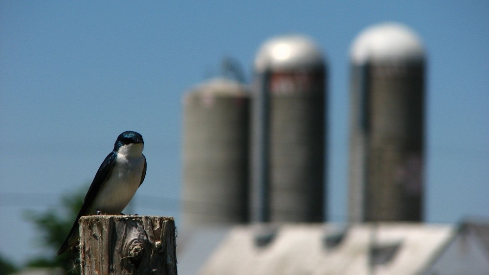 Chaque ann&eacute;e depuis les ann&eacute;es 1970, les chercheurs observent une baisse de 5,5&nbsp;% des populations d&rsquo;hirondelles bicolores du Nord-Est de l&rsquo;Am&eacute;rique du Nord.