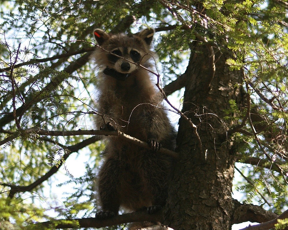 Les conclusions des biologistes de l'UdeS contribuent &agrave; orienter les interventions gouvernementales pour pr&eacute;venir la rage du raton laveur.