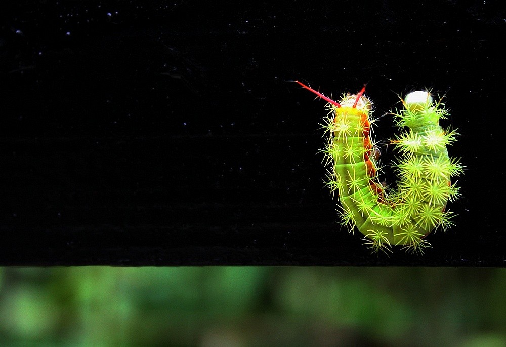 Changement d'orientation : Chenille d'Automeris sp. dont le stade adulte est un papillon de nuit reconnaissable &agrave; ses ocelles sur ses ailes post&eacute;rieures. Comme tous papillons de la famille des Saturnidae, ce papillon ne vit qu'une dizaine de jours au stade adulte!