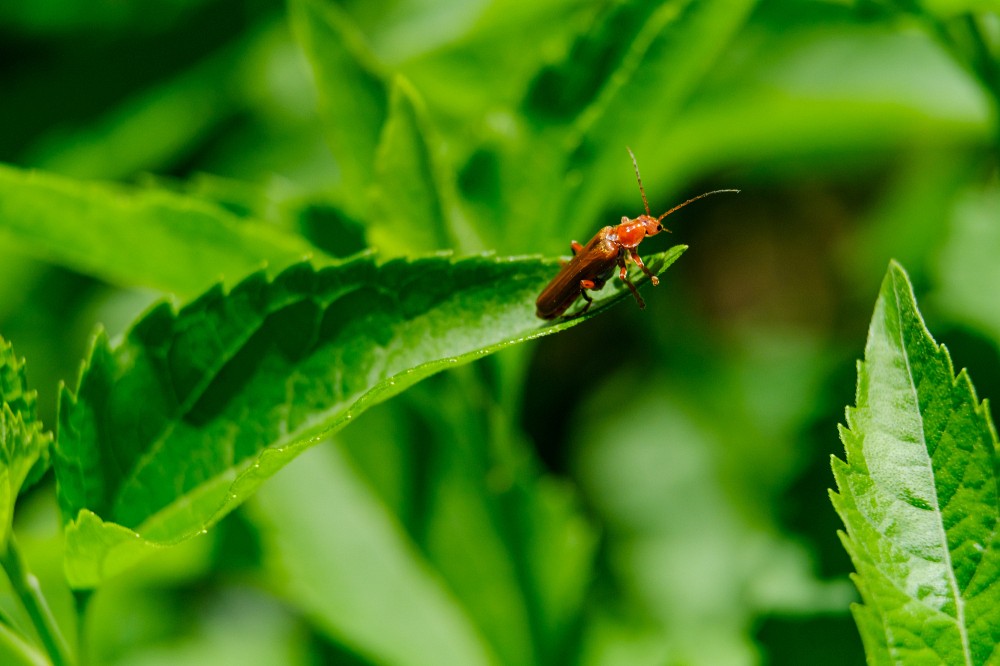 Riche de sa biodiversit&eacute; remarquable, le&nbsp;parc du Mont-Bellevue renferme des centaines d'esp&egrave;ces.