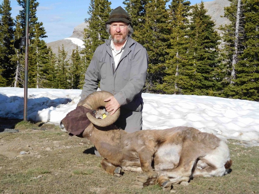 Le Pr Marco Festa-Bianchet, lors d'une &eacute;tude de terrain en Alberta en juin 2016. Ce mouflon est masqu&eacute; pour le garder calme. Apr&egrave;s les mesures, il sera simplement rel&acirc;ch&eacute;.
