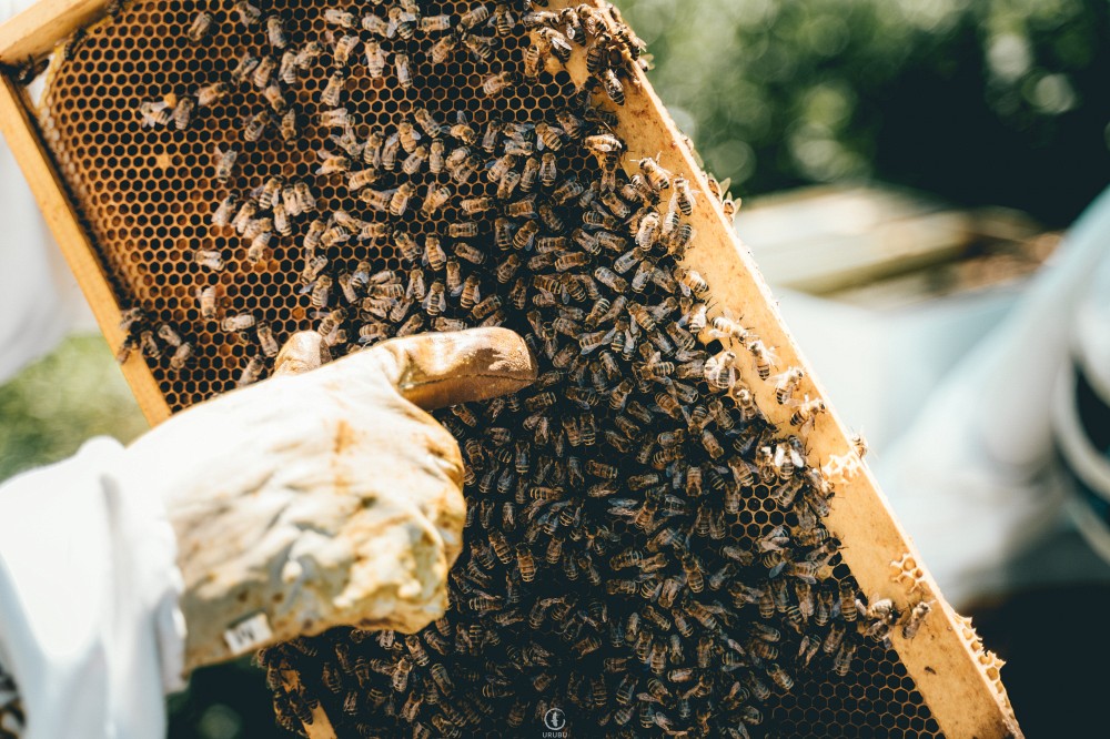 L'&eacute;quipe de Ruche Campus en action.