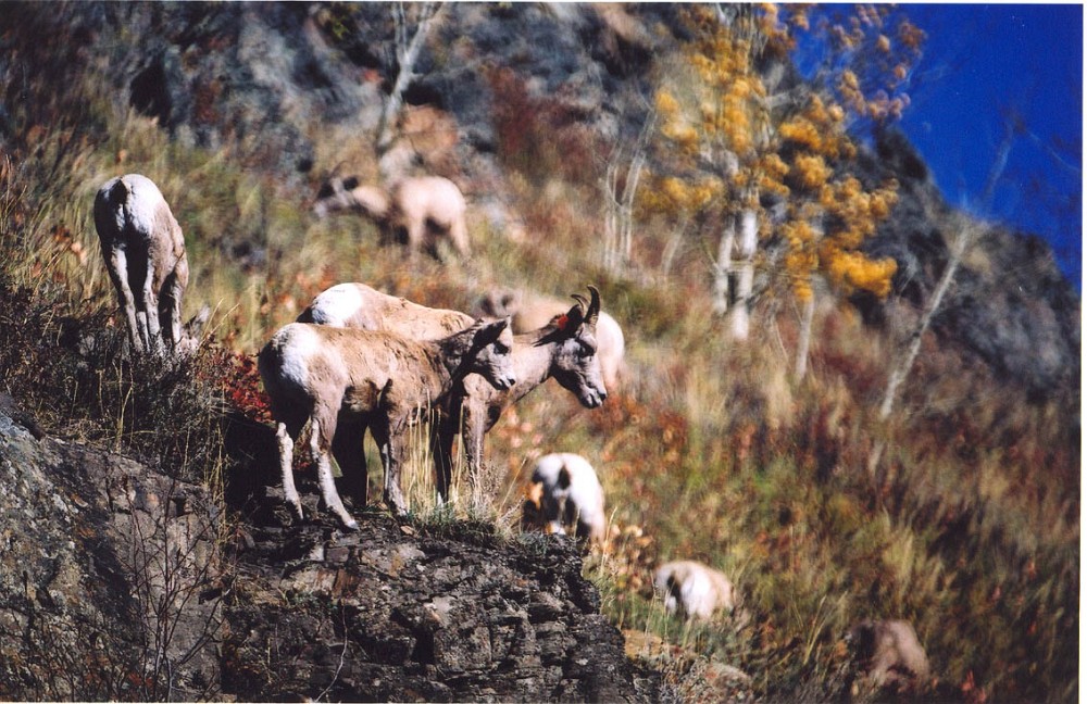 Une femelle mouflon avec son agneau au parc Provincial de Sheep River, Alberta, Canada