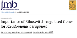 Article du labo accepté dans <em>J Mol Biol</em>