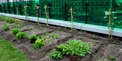 Cultiver son potager sur un campus de l’UdeS!