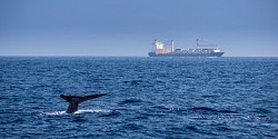 Réduire le bruit des navires pour protéger les mammifères marins