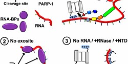 Alexandre Desroches et le Pr Jean-Bernard découvre un mécanisme unique de l'enzyme, capsase-7 impliquée dans la mort cellulaire
