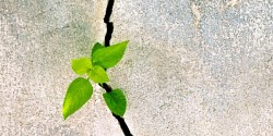 La résilience revient à la mode