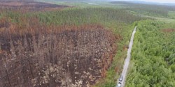 Caractérisation de la sévérité des feux de forêt par télédétection<sub>​</sub>