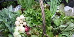 Mangez frais et local tout l’été