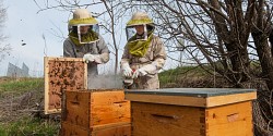 Les abeilles de retour sur le Campus principal