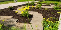 Un jardin médicinal a pris racine sur L’Oasis