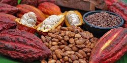 Roue de fortune et chocolat équitable!