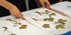 L’herbier dans ses feuilles et bientôt numérisé (♫ don-dé ♫)