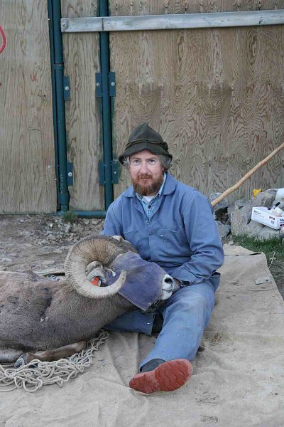 Le professeur Marco Festa-Bianchet avec un m&acirc;le de 9&nbsp;ans en juin 2007 (le masque permet de calmer le mouflon durant les mesures). Le mouflon a &eacute;t&eacute; tu&eacute; le dernier jour de la saison de chasse en 2007 parce que ses cornes &eacute;taient &laquo;full curl&raquo;.