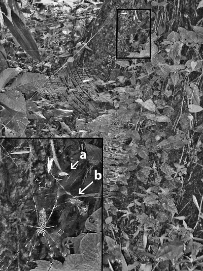 Toile d&rsquo;une n&eacute;phile clavipes avec plan rapproch&eacute; sur les d&eacute;corations pour attirer les insectes sarcophages.